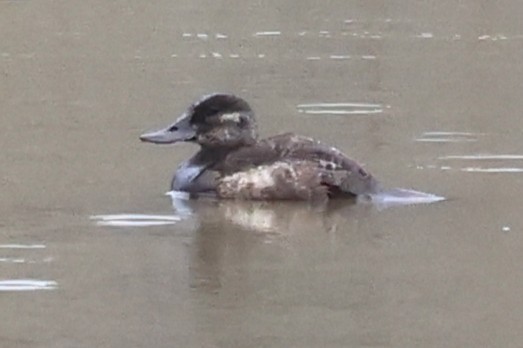 Ruddy Duck - ML633245483