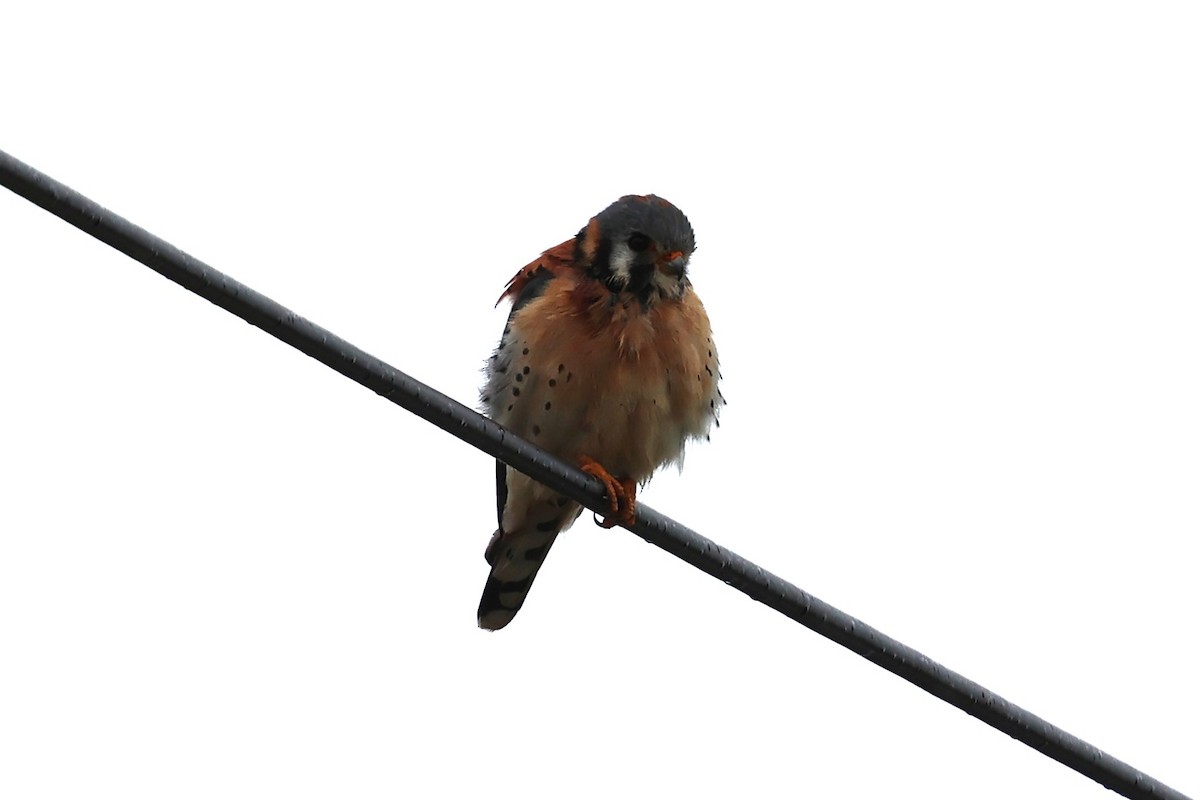 American Kestrel - ML633245589