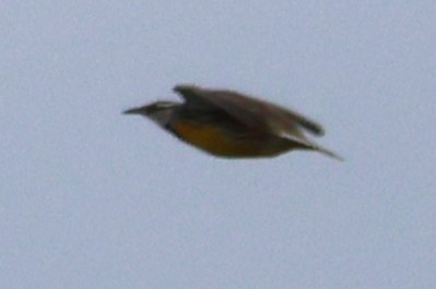 Eastern Meadowlark - ML633245599