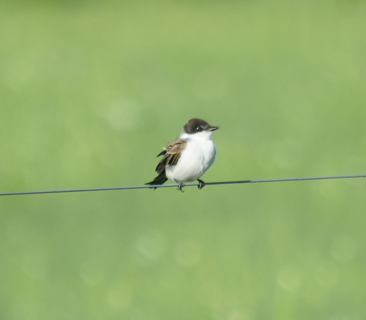 Fork-tailed Flycatcher - andres ebel