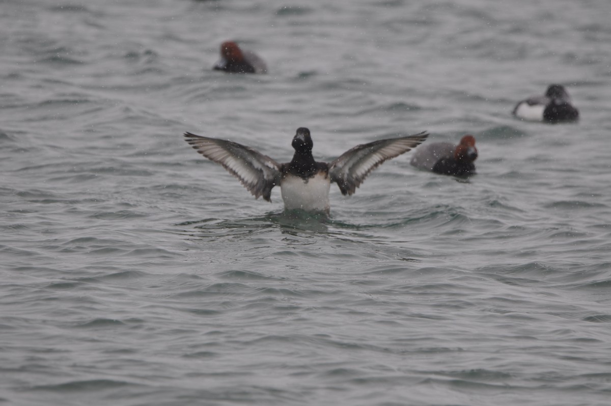 Lesser Scaup - ML633246006