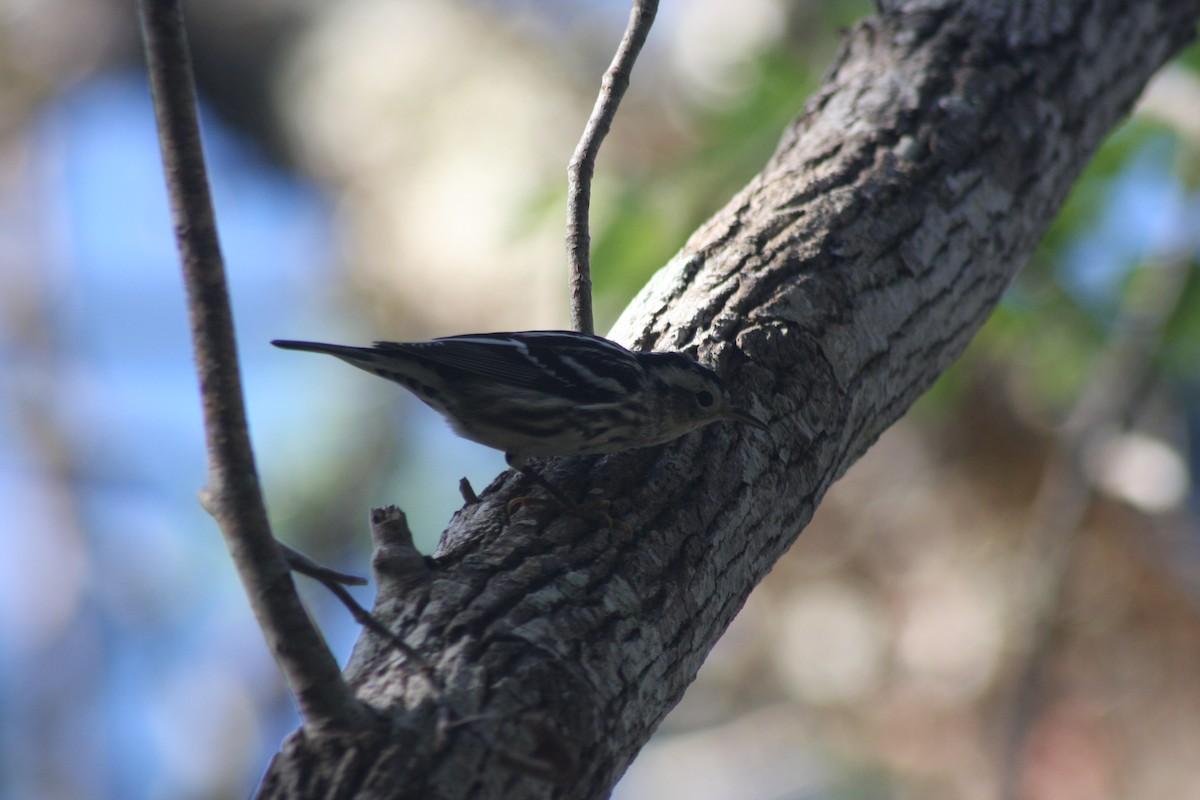 Black-and-white Warbler - ML633246021
