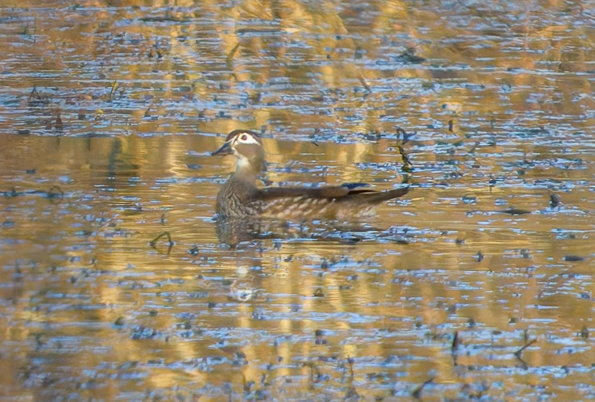 Wood Duck - ML633246046