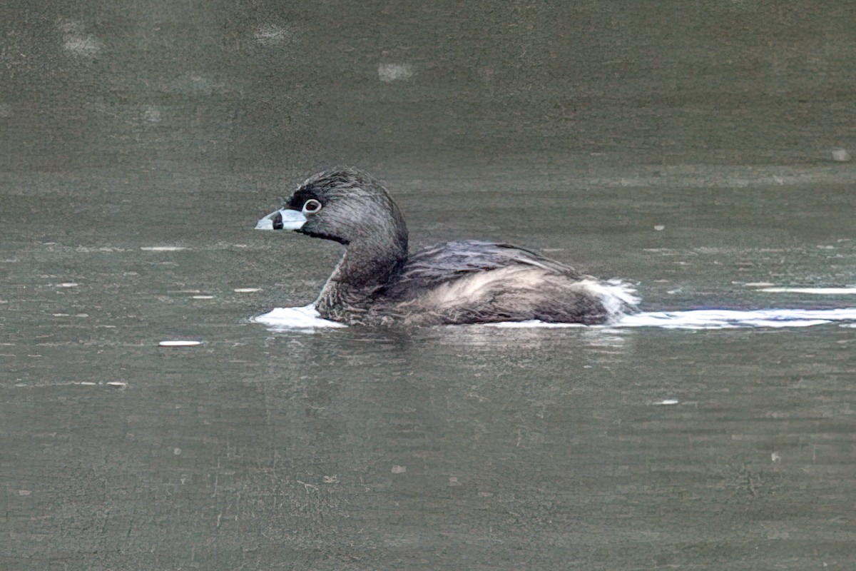 Pied-billed Grebe - ML633246090