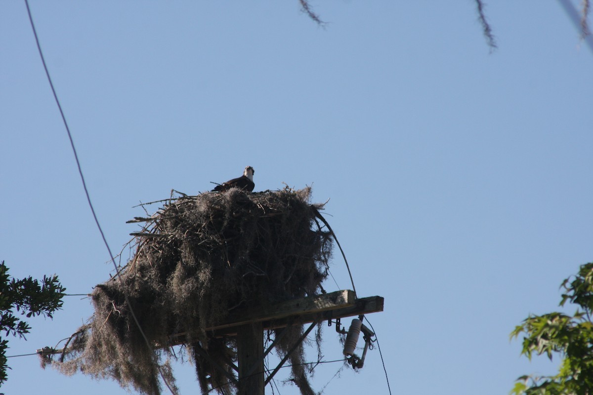 Osprey - ML633246107