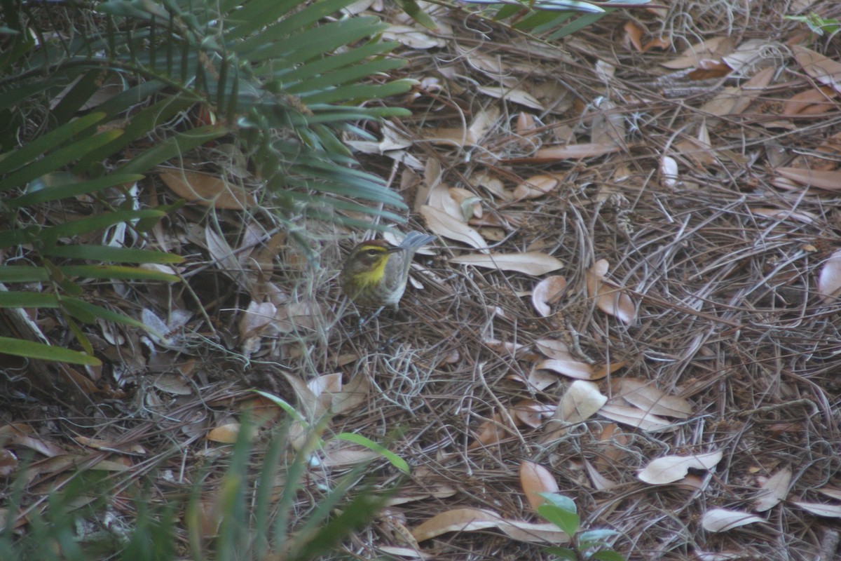 Palm Warbler (Western) - ML633246116