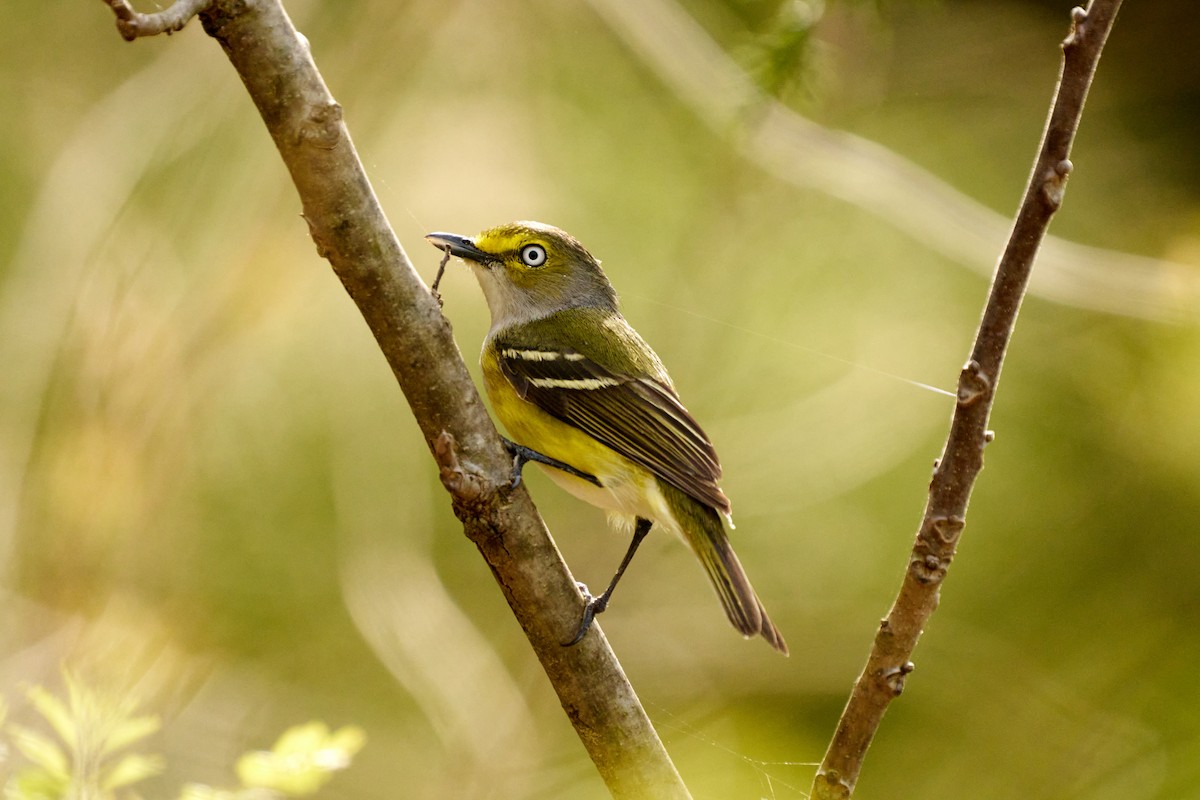 White-eyed Vireo - ML633246199