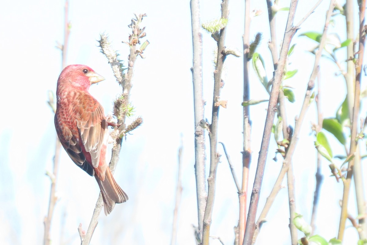 Purple Finch - ML633246208