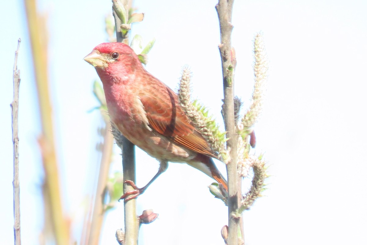 Purple Finch - ML633246210
