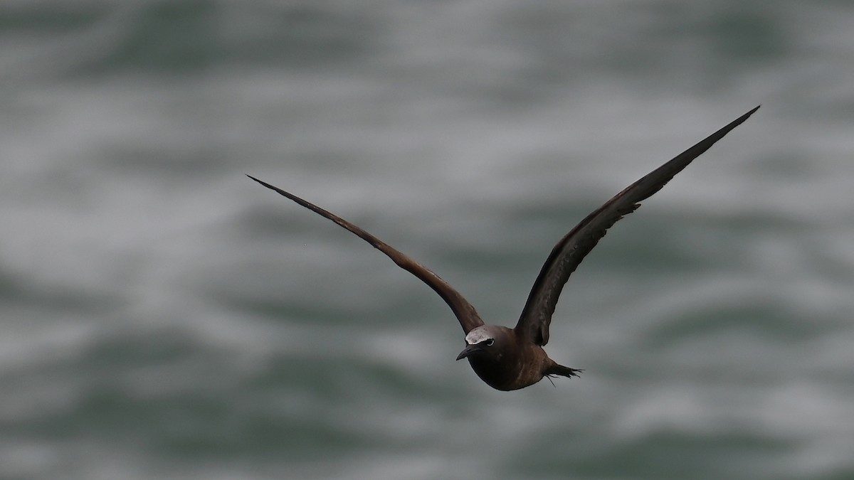 Brown Noddy - Michael Orgill