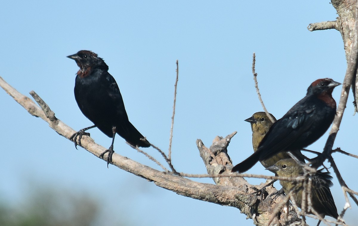 Chestnut-capped Blackbird - andres ebel