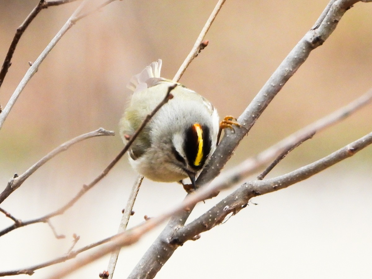 Golden-crowned Kinglet - ML633246291