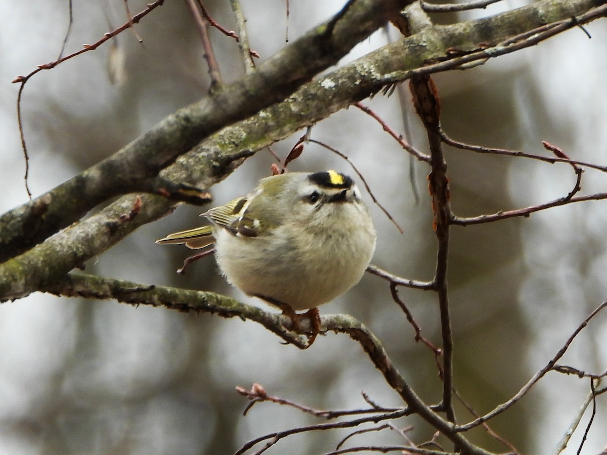 Golden-crowned Kinglet - ML633246292
