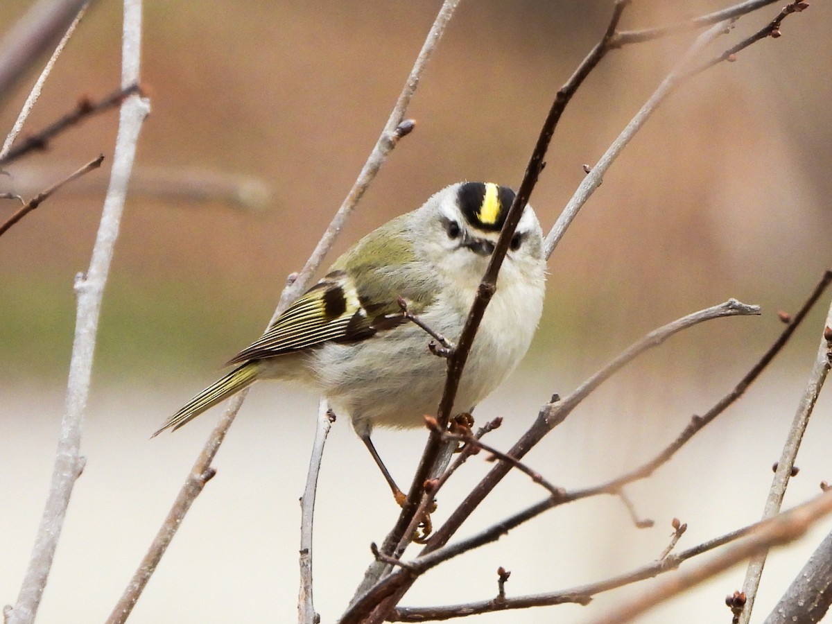Golden-crowned Kinglet - ML633246293