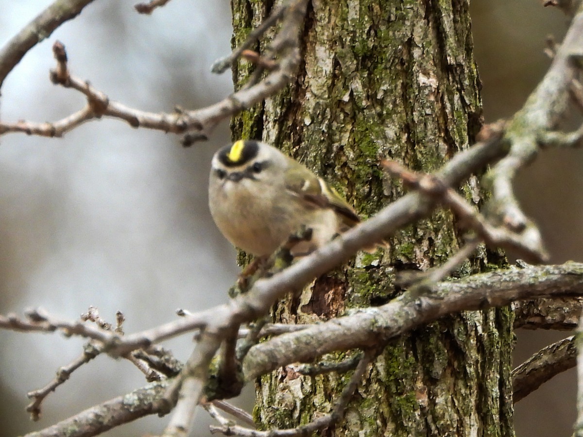 Golden-crowned Kinglet - ML633246294
