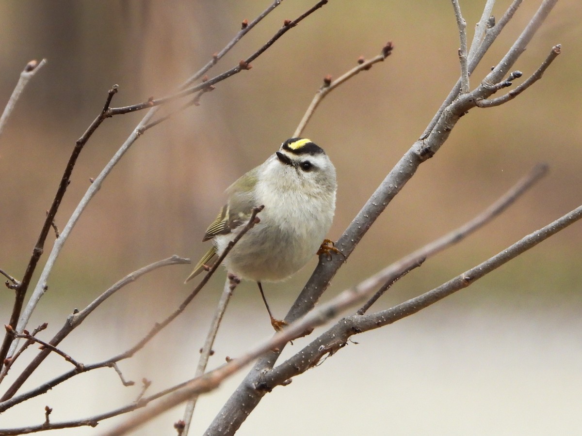 Golden-crowned Kinglet - ML633246295