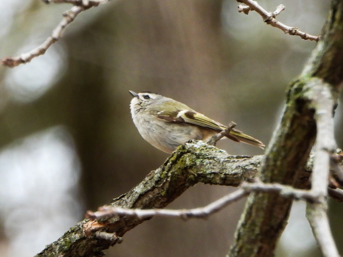 Golden-crowned Kinglet - ML633246296