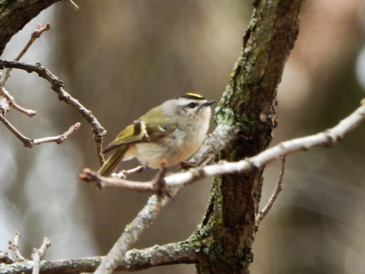 Golden-crowned Kinglet - ML633246297