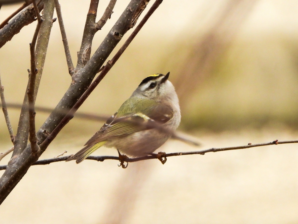 Golden-crowned Kinglet - ML633246298