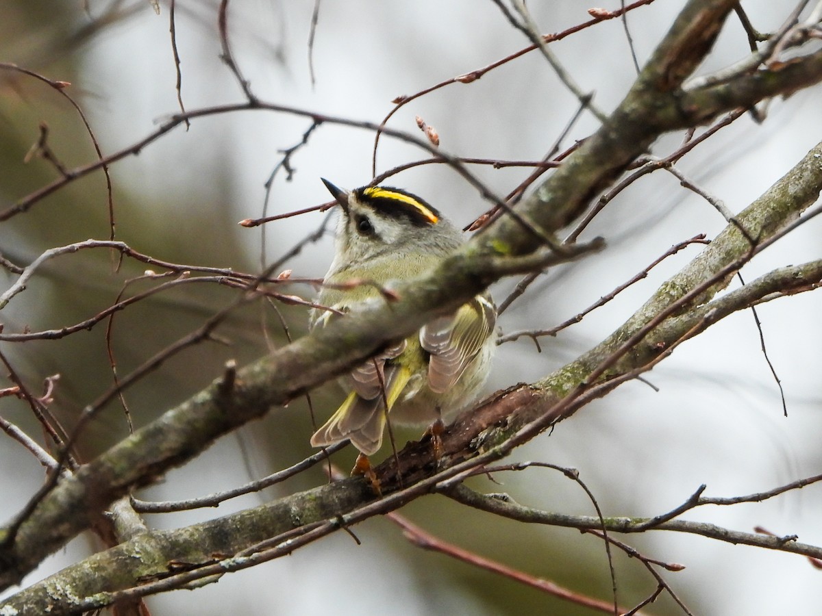 Golden-crowned Kinglet - ML633246299