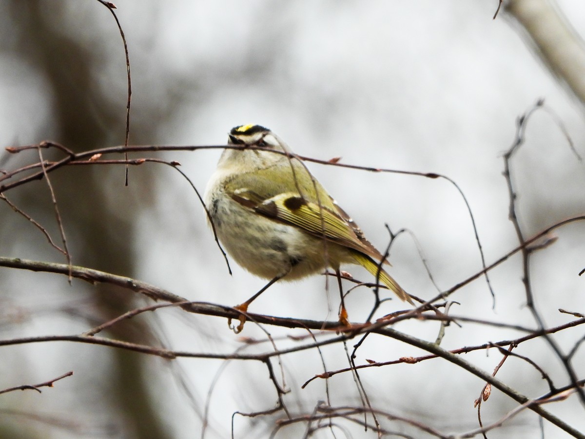 Golden-crowned Kinglet - ML633246300