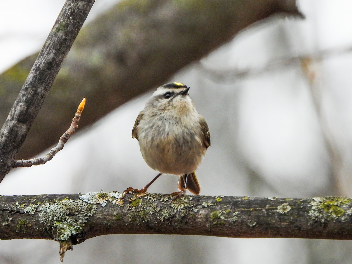 Golden-crowned Kinglet - ML633246303