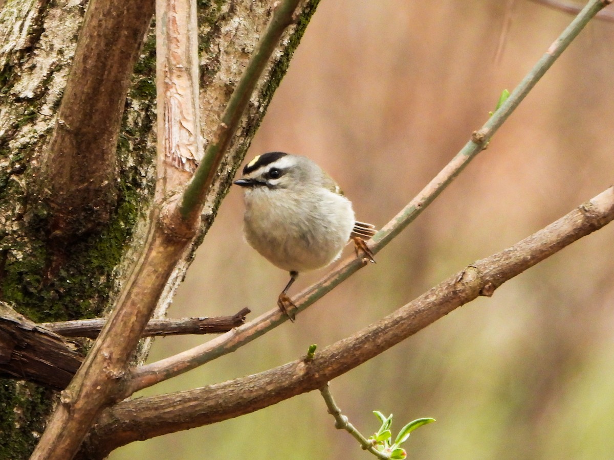 Golden-crowned Kinglet - ML633246304