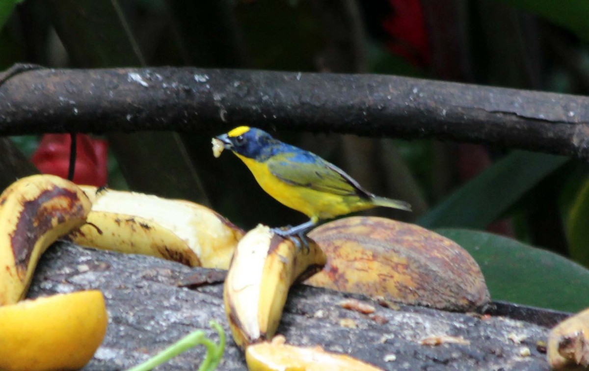 Eufonia Piquigruesa - ML633246305