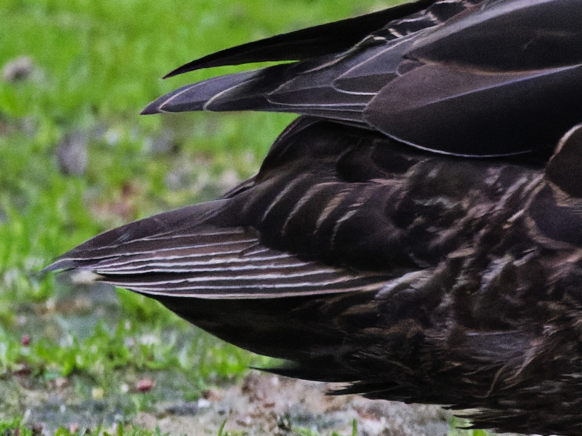 American Black Duck - ML633246472