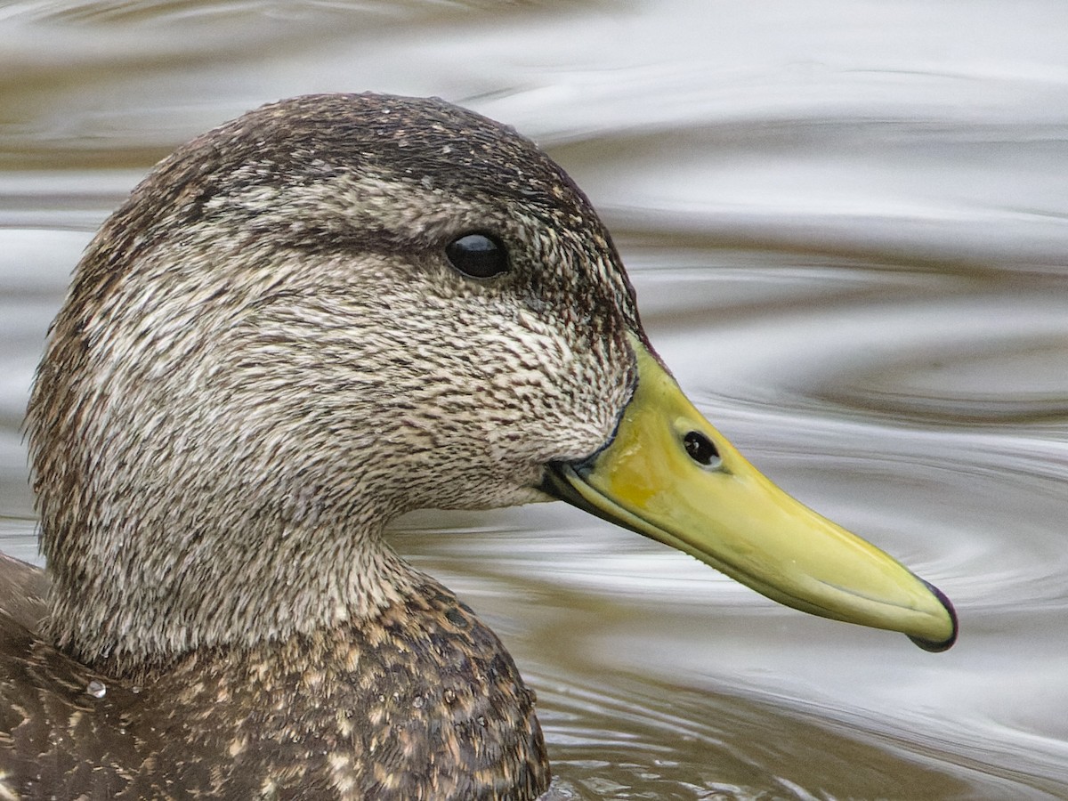 American Black Duck - ML633246474