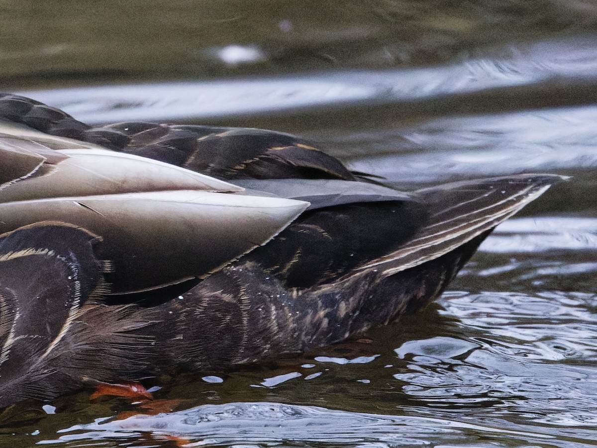American Black Duck - ML633246475