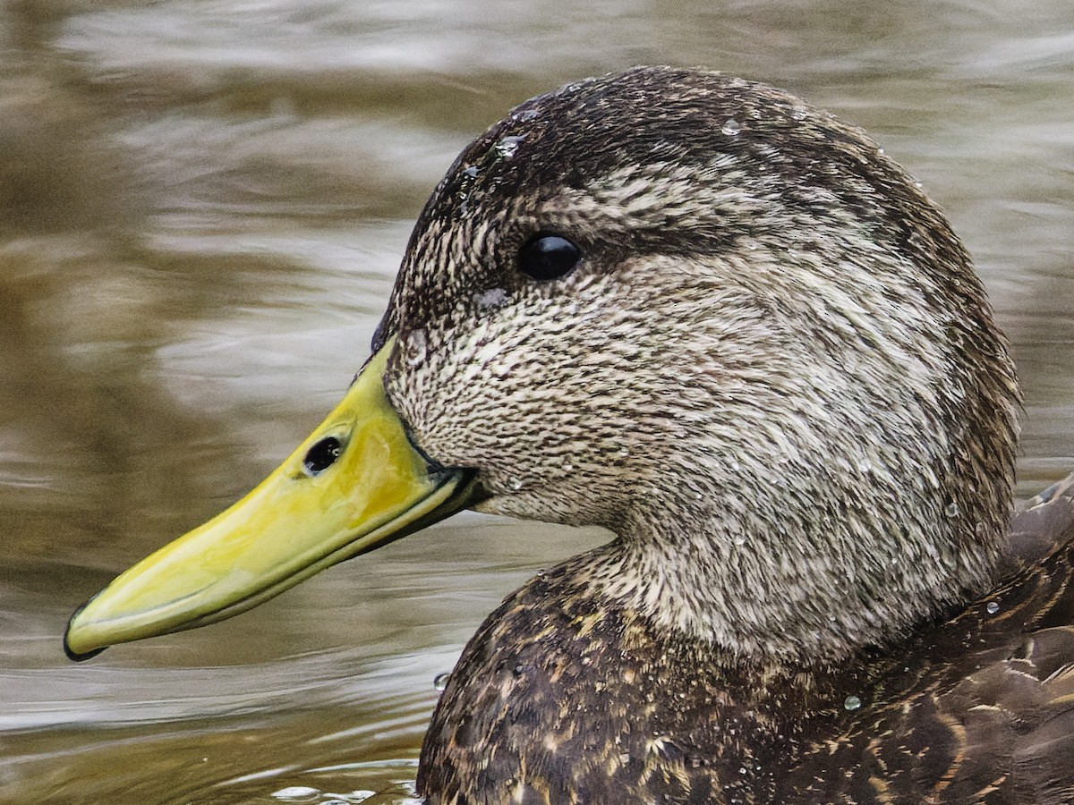 American Black Duck - ML633246476