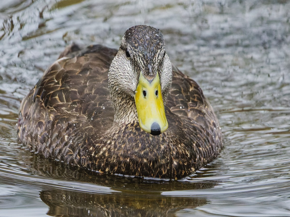 American Black Duck - ML633246477