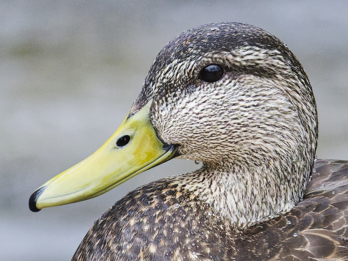American Black Duck - ML633246478