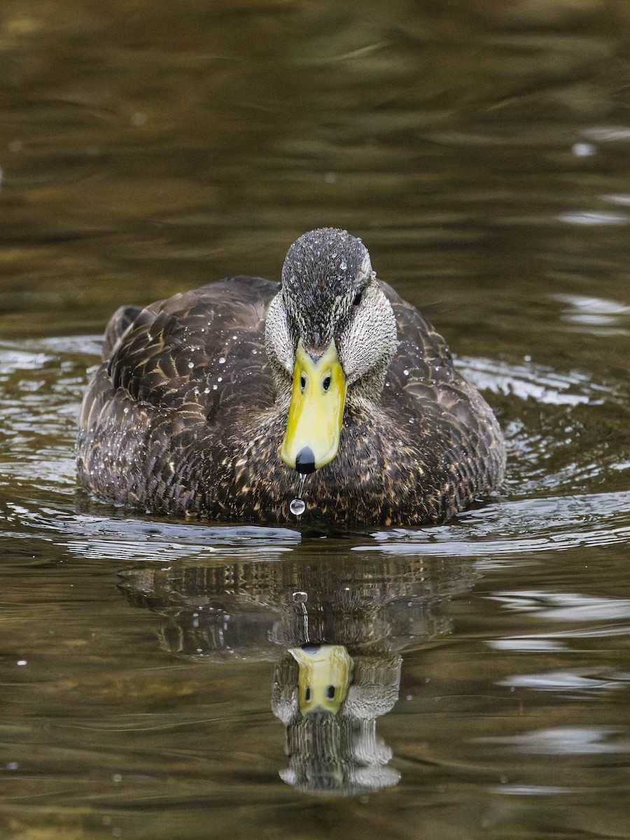 American Black Duck - ML633246479