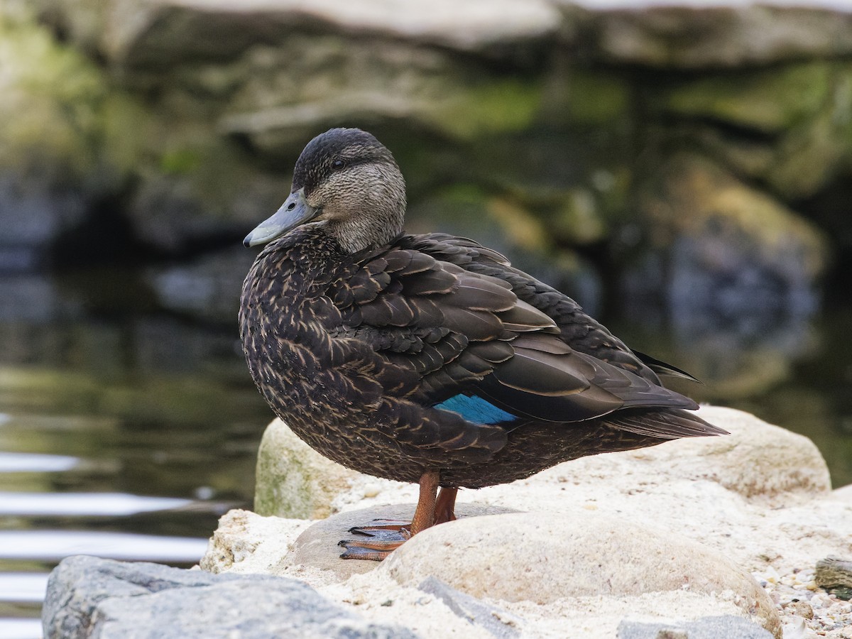 American Black Duck - ML633246480
