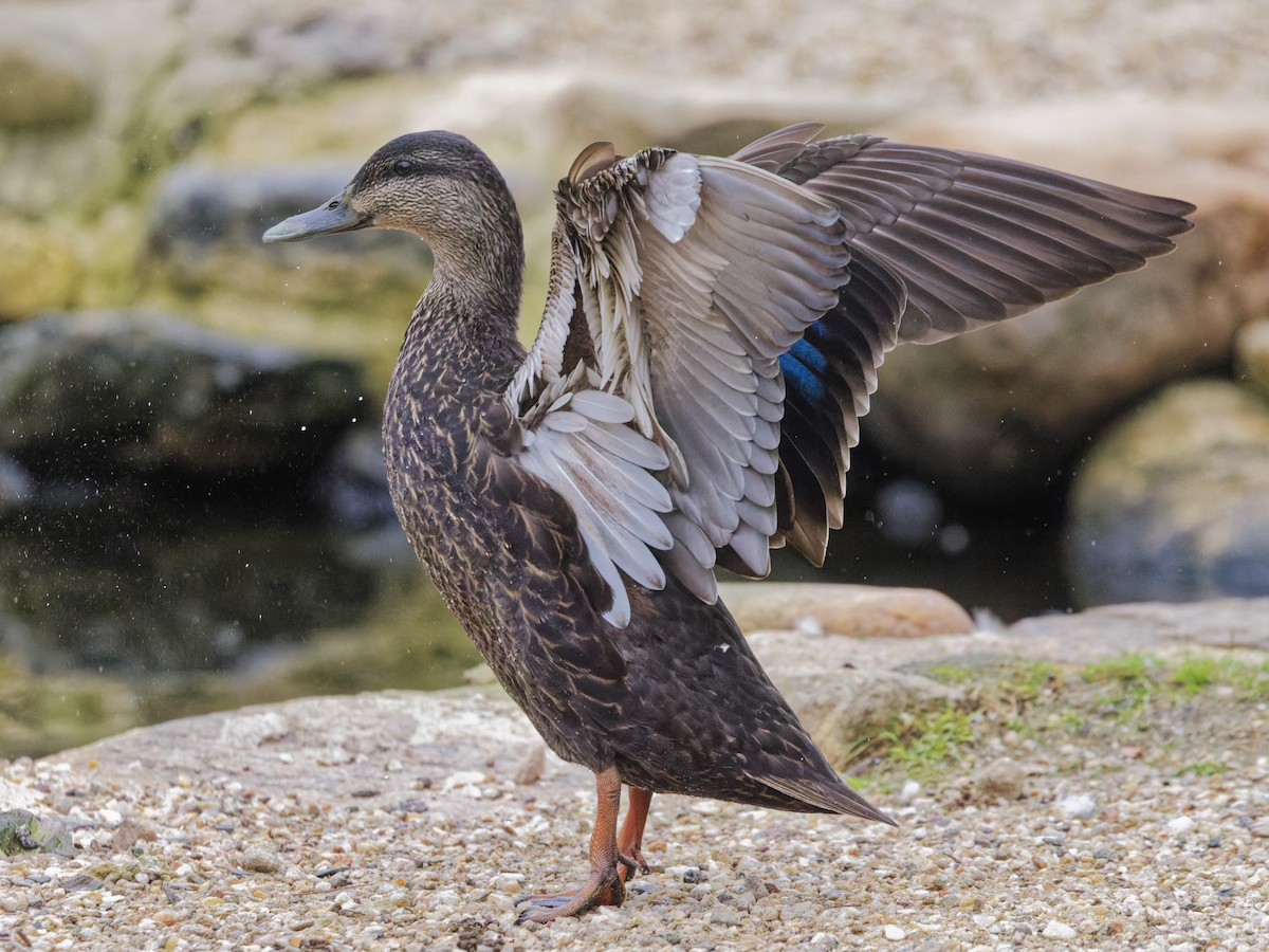 American Black Duck - ML633246481