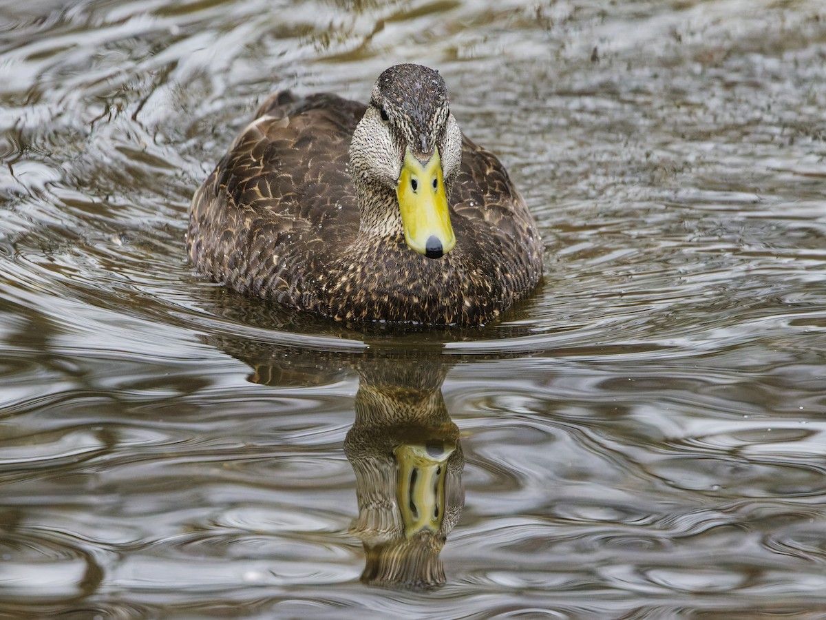 American Black Duck - ML633246482