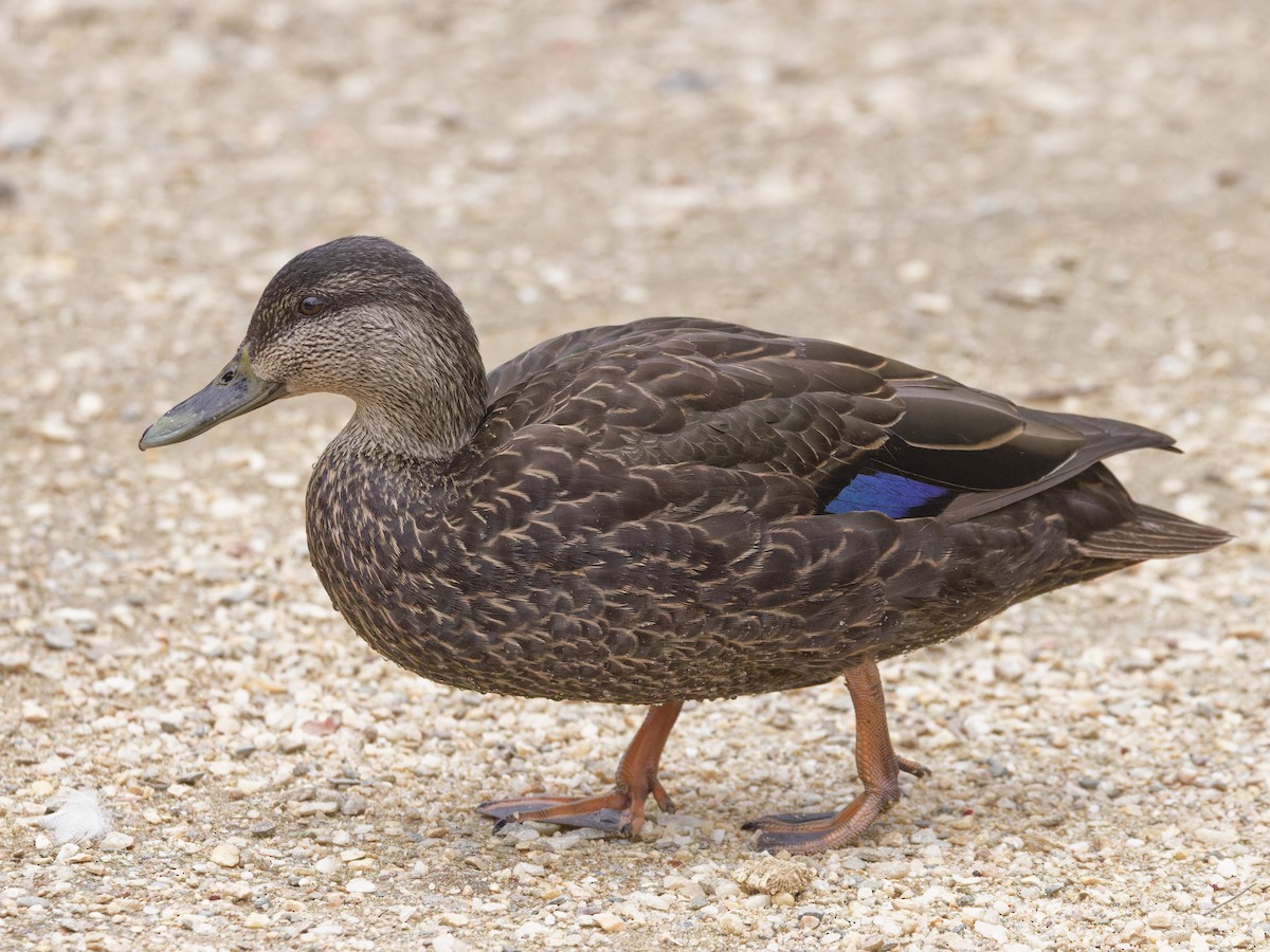 American Black Duck - ML633246483