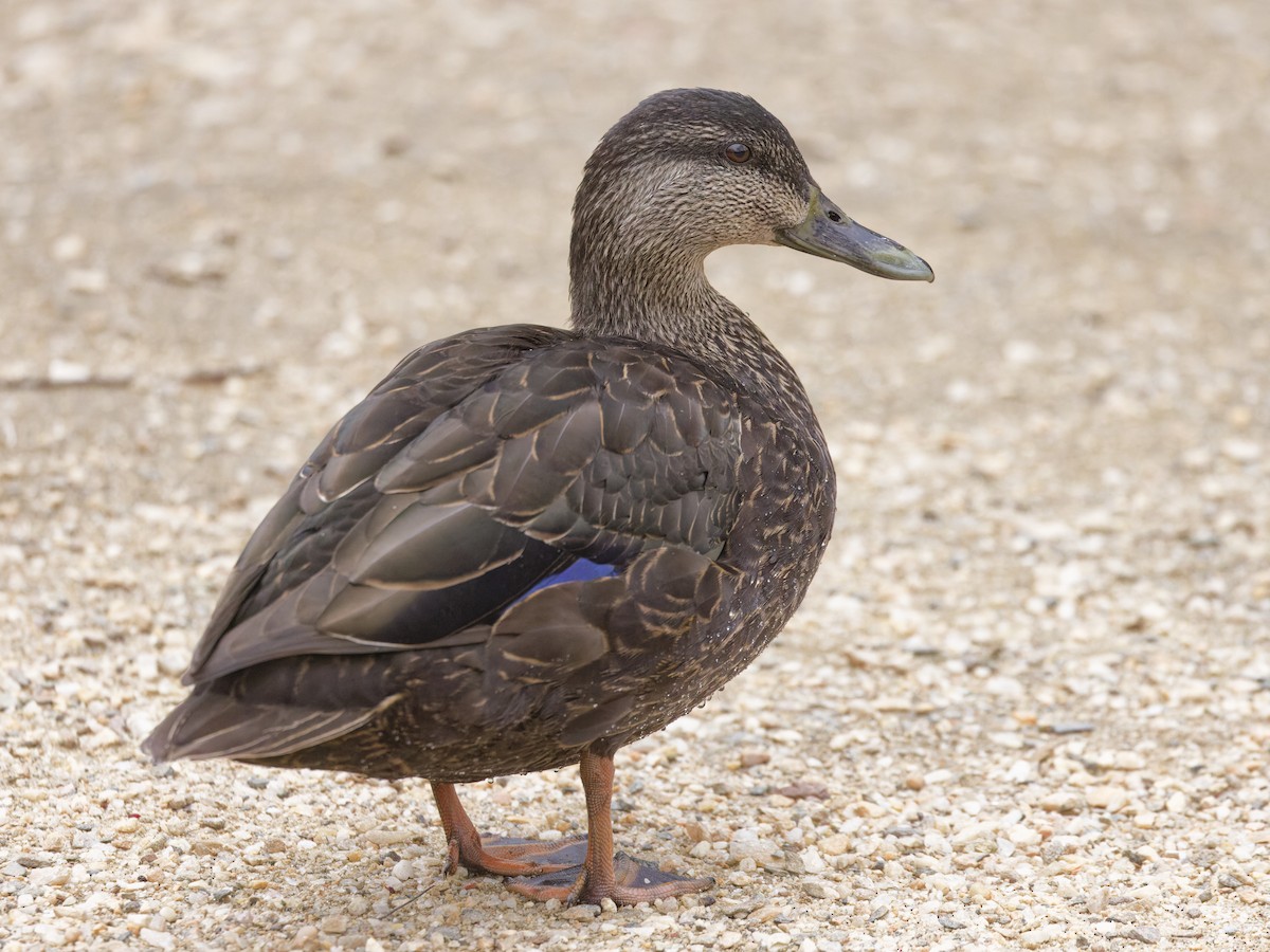 American Black Duck - ML633246484