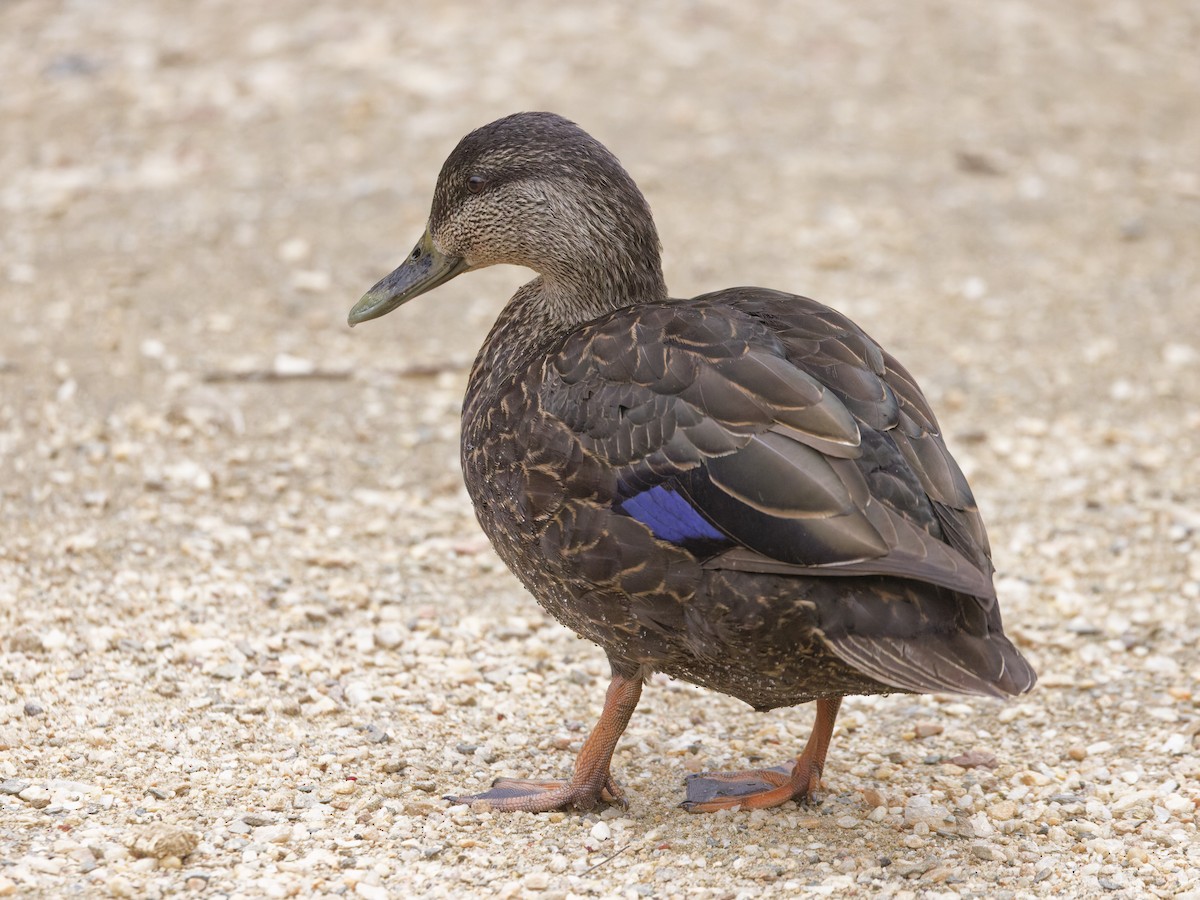 American Black Duck - ML633246485