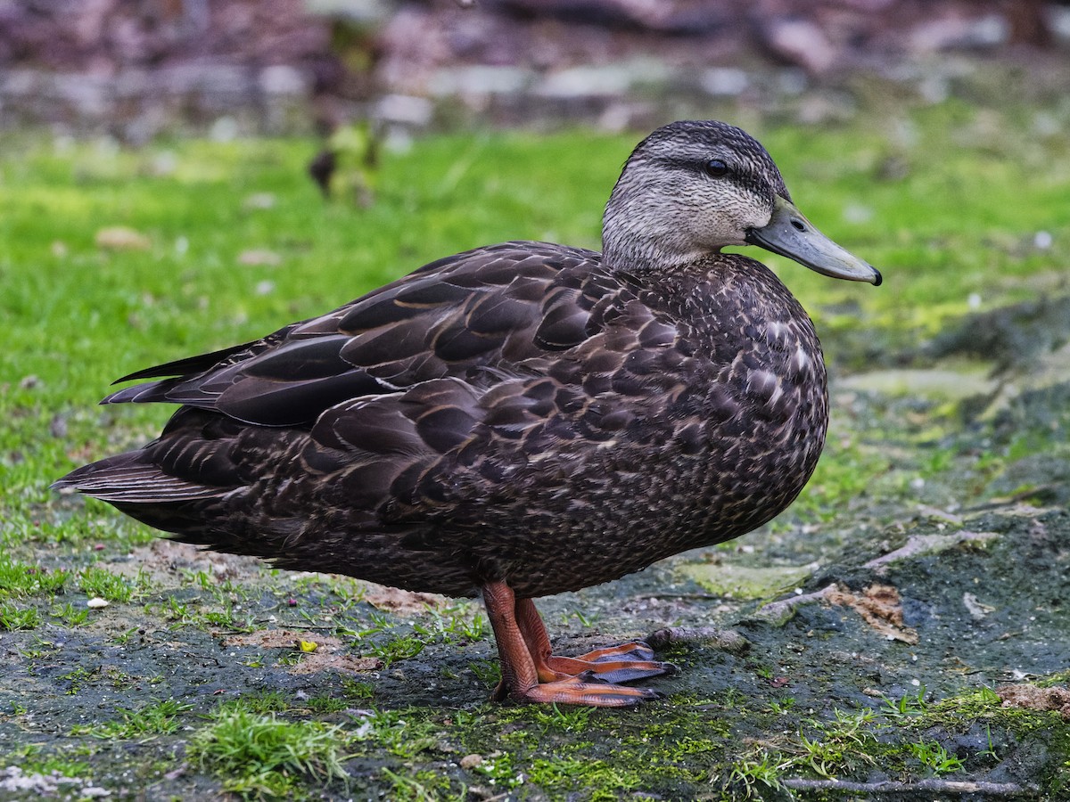American Black Duck - ML633246486