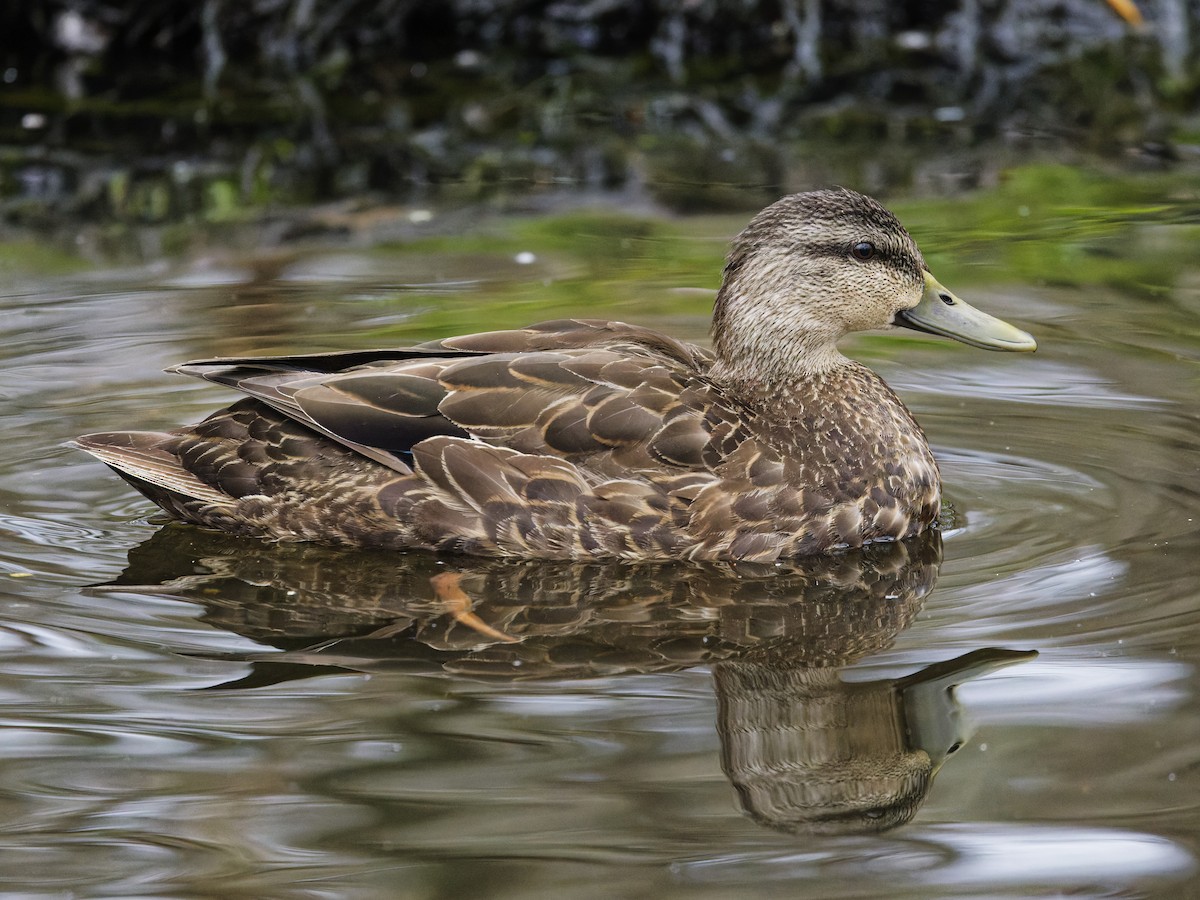 American Black Duck - ML633246487
