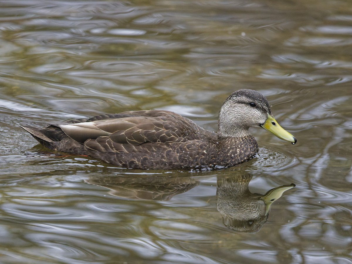 American Black Duck - ML633246488