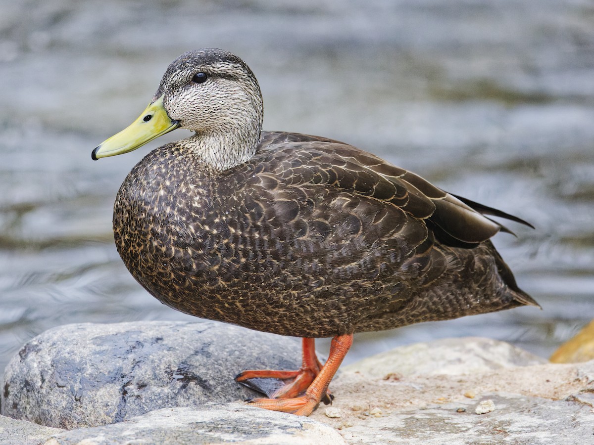 American Black Duck - ML633246490