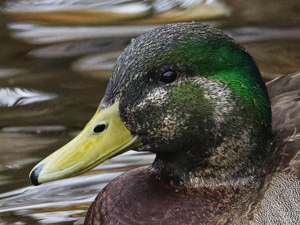Mallard x American Black Duck (hybrid) - ML633246512