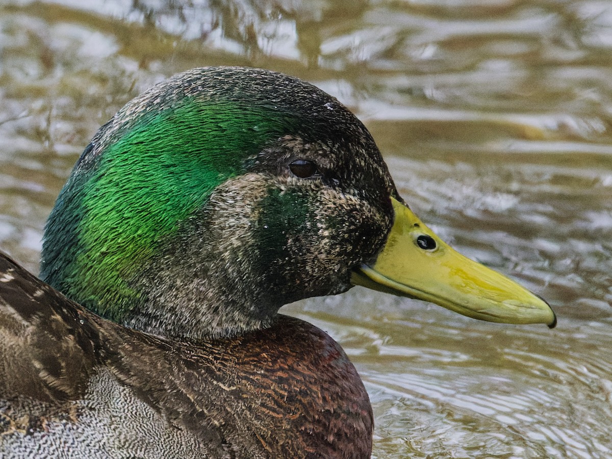 Mallard x American Black Duck (hybrid) - ML633246513