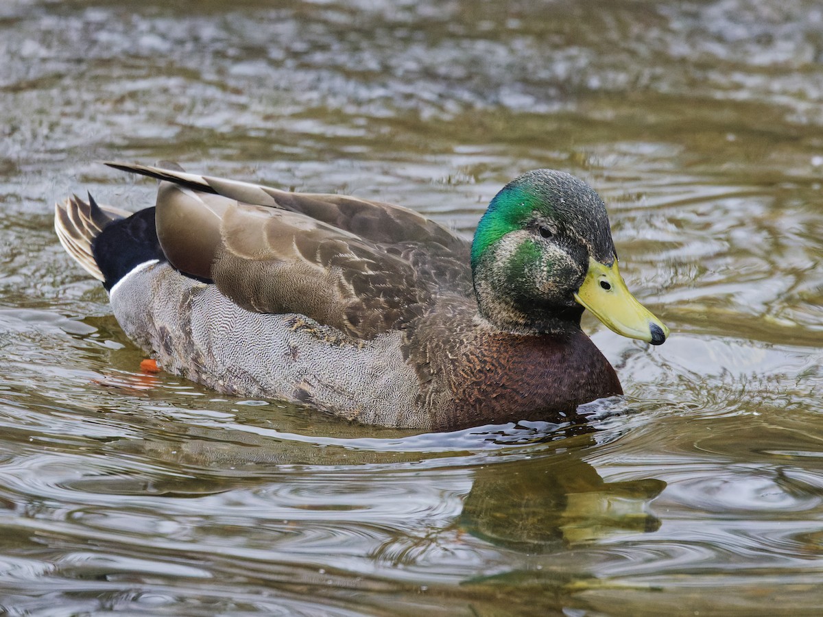 Mallard x American Black Duck (hybrid) - ML633246514