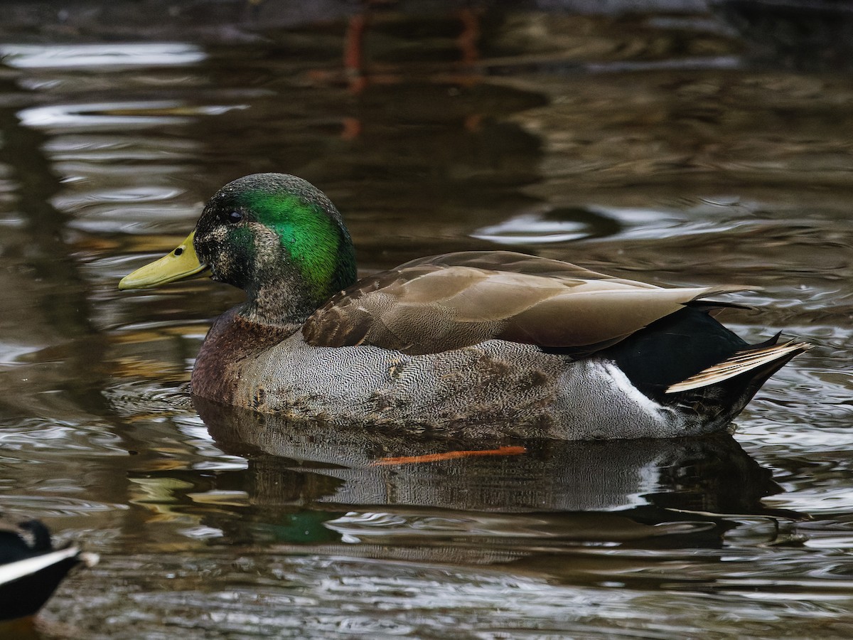 Mallard x American Black Duck (hybrid) - ML633246515
