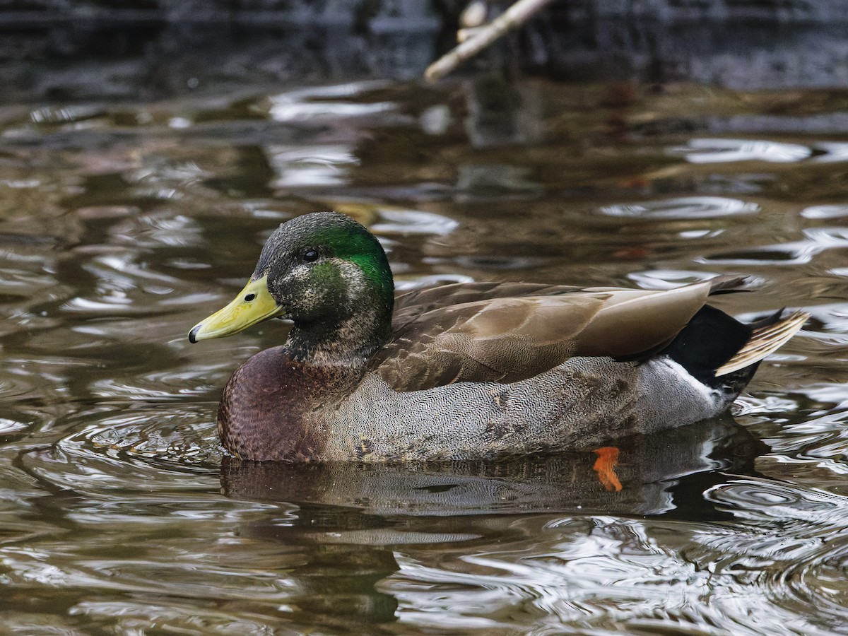 Mallard x American Black Duck (hybrid) - ML633246516